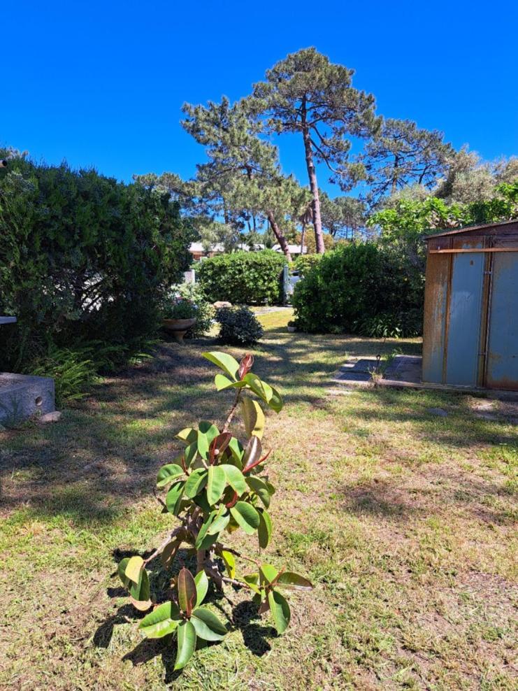 Mini Villa Jardin 50 M Plage Borgo  Exterior foto